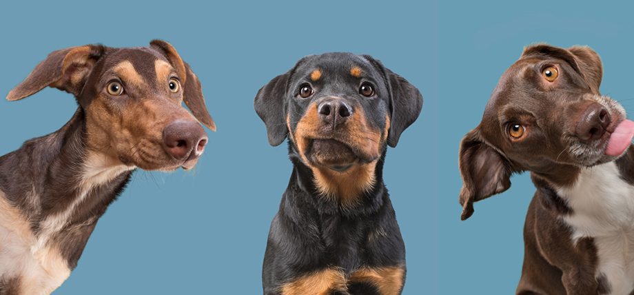 Picture copyright – Elke Vogelsang - Photography Show
