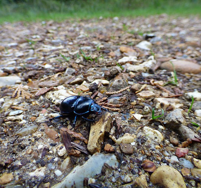 Shooting Wildlife with Sara Humphrey: #2 Insects