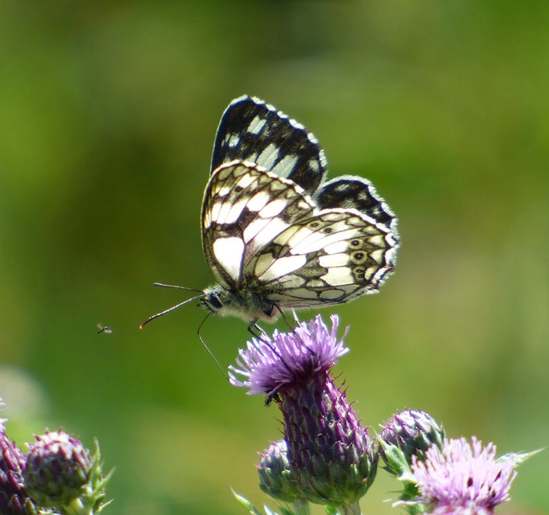 Shooting Wildlife with Sara Humphrey: #2 Insects