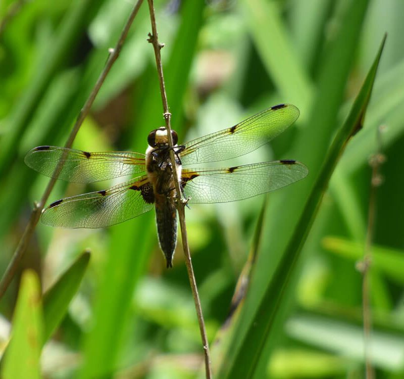 Shooting Wildlife with Sara Humphrey: #2 Insects