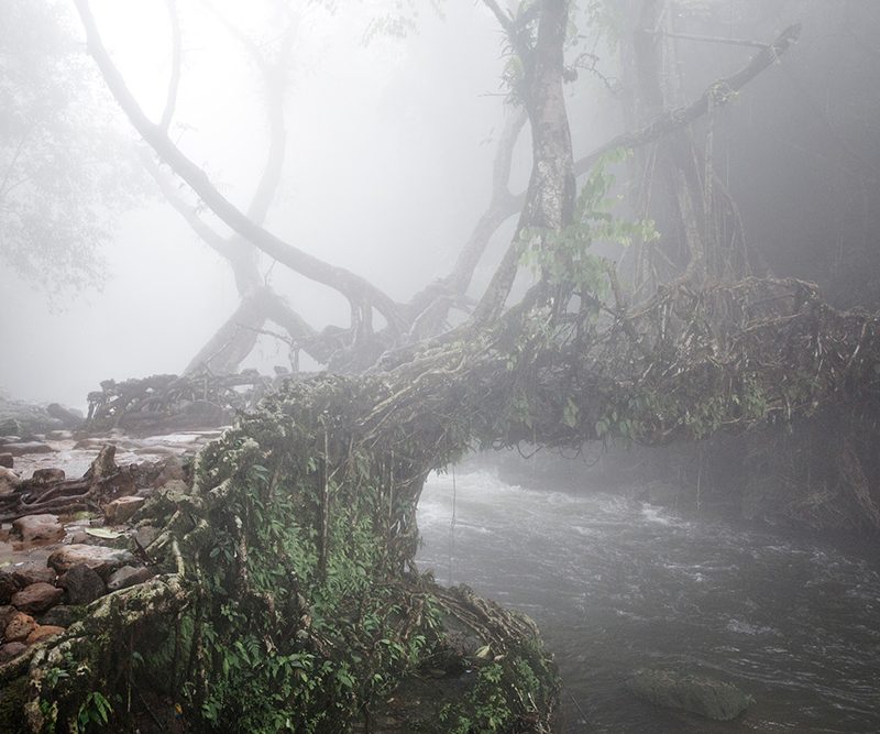 Early morning fog at the Living root bridges in Rawai, Mawlynnong, tourists come form all over india to cross the small river on this bridges that are handmade from the aerial roots of living banyan fig trees, by the Khasi people, 22 July 2016. Mawlynnong is a village in the East Khasi Hills district of the Meghalaya state, India. It is famous for its cleanliness and natural attraction. Mawlynnong was awarded the prestigious tag of ‘Cleanest Village in Asia’ in 2003 by Discover India Magazine. According to the census in 2015, the total population of Mawlynnong is 500 and is located 90 km from Shillong, along the India-Bangladesh border. @Giulio Di Sturco