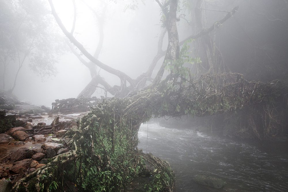 Early morning fog at the Living root bridges in Rawai, Mawlynnong, tourists come form all over india to cross the small river on this bridges that are handmade from the aerial roots of living banyan fig trees, by the Khasi people, 22 July 2016. Mawlynnong is a village in the East Khasi Hills district of the Meghalaya state, India. It is famous for its cleanliness and natural attraction. Mawlynnong was awarded the prestigious tag of ‘Cleanest Village in Asia’ in 2003 by Discover India Magazine. According to the census in 2015, the total population of Mawlynnong is 500 and is located 90 km from Shillong, along the India-Bangladesh border. @Giulio Di Sturco