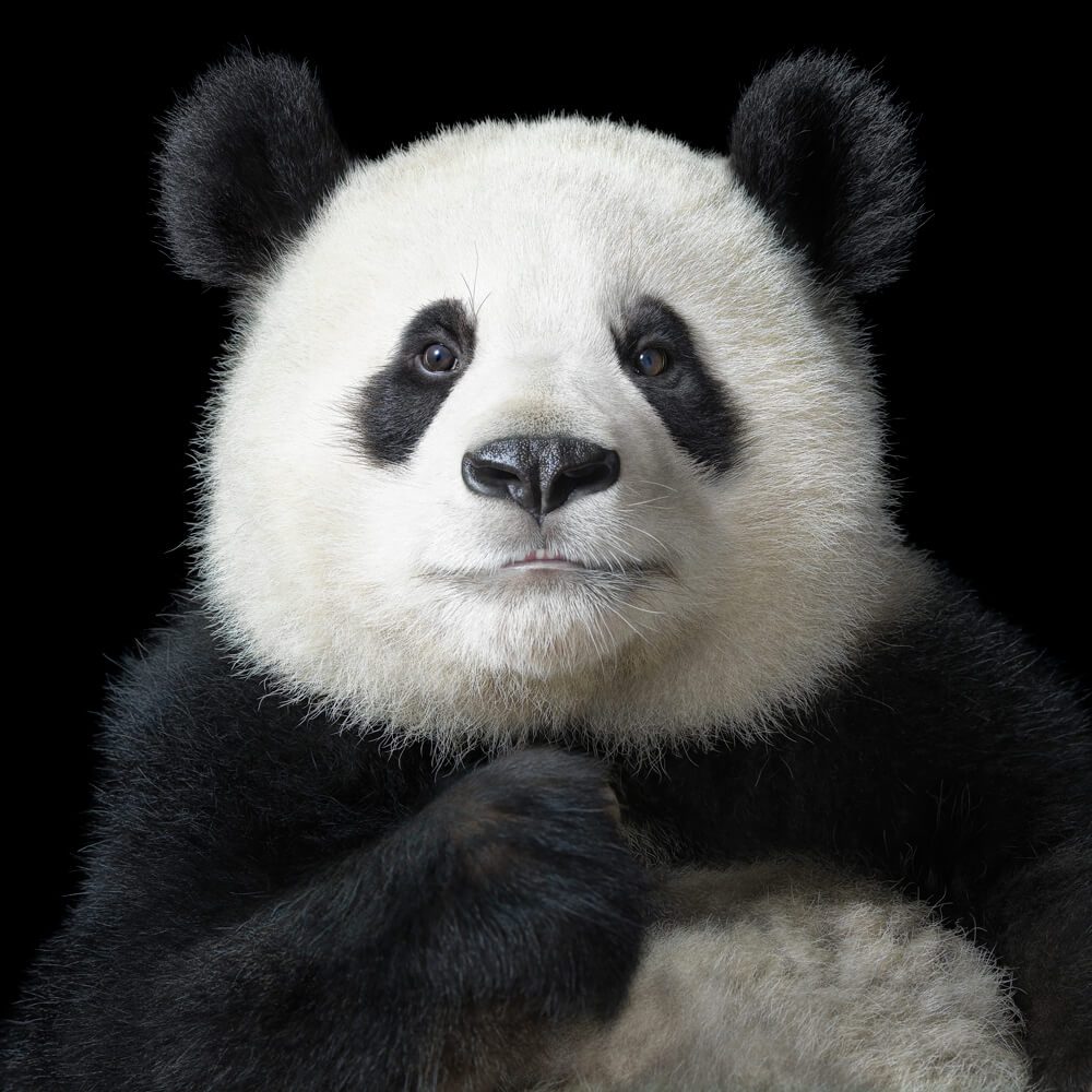 Tim Flach 'Endangered'