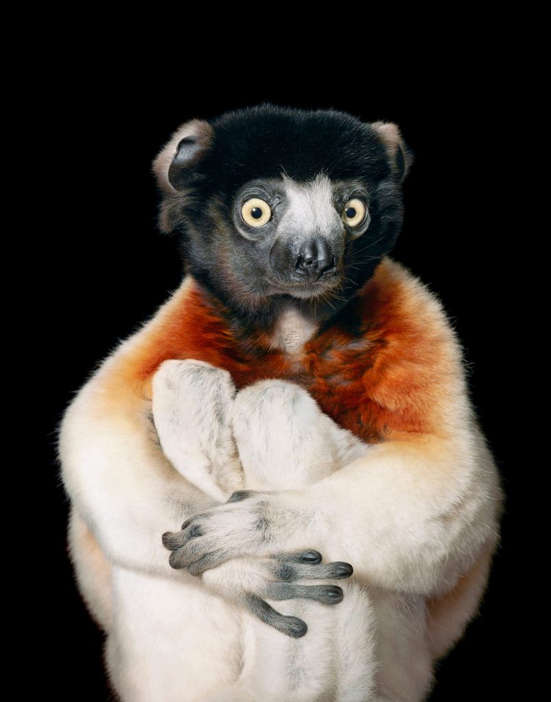 Tim Flach 'Endangered'