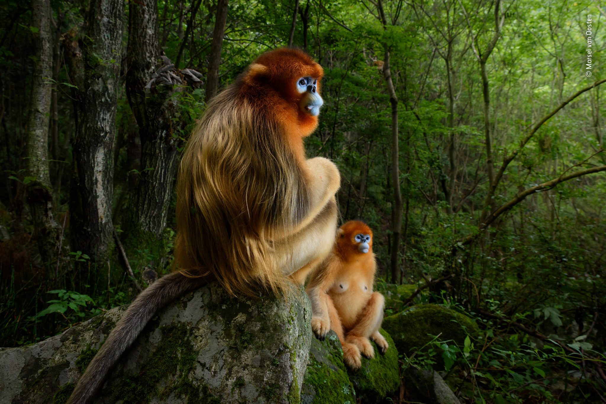 Wildlife Photographer of the Year