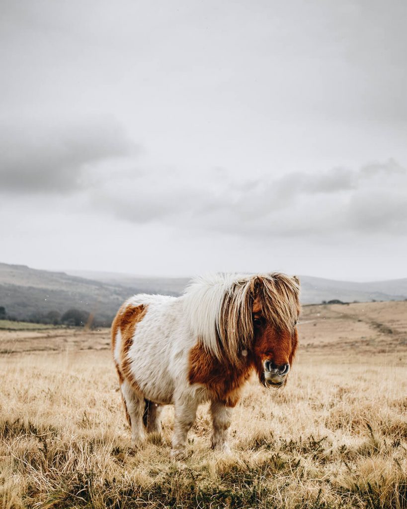 Scott Stevens - Dartmoor Pony