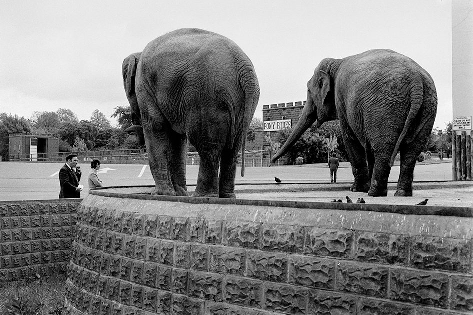 Fran May: Elephants.