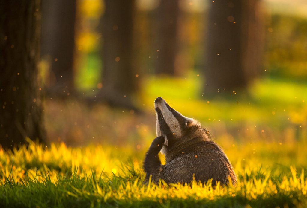 Andy Parkinson wildlife photography badger