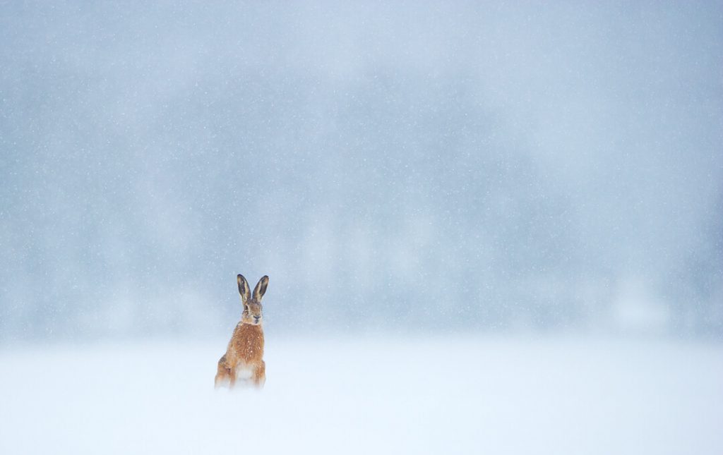 Andy Parkinson wildlife photography hare