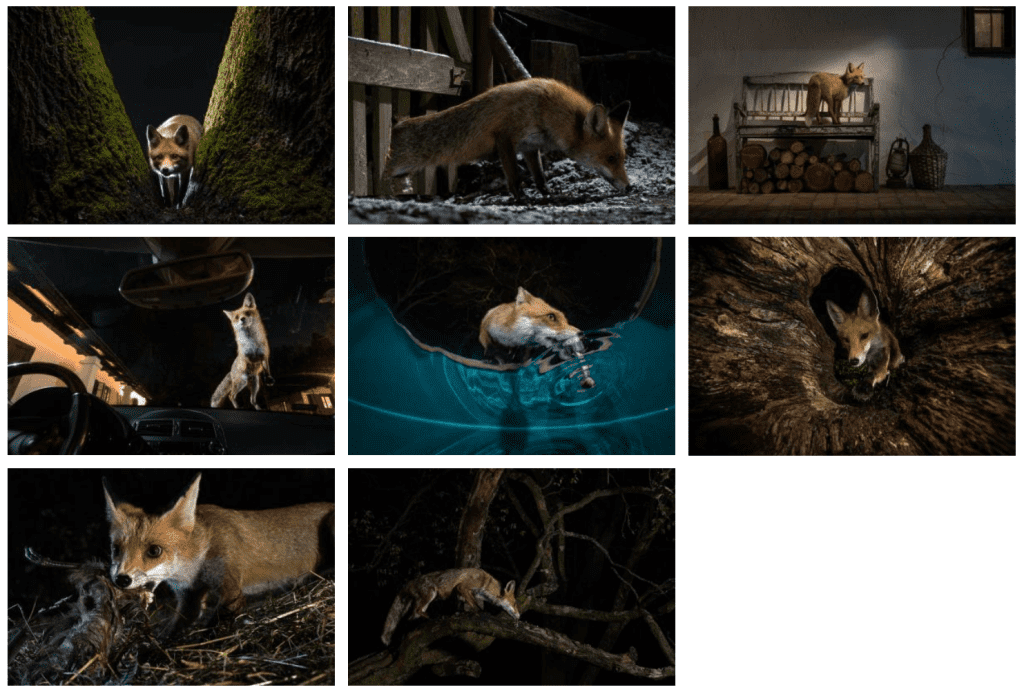1st Place: The Fox's Tale by Milan Radisics